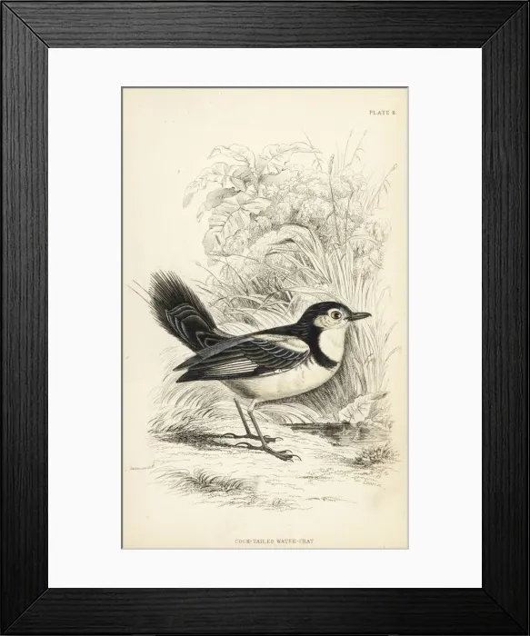 Framed Print : Cock-tailed tyrant, Alectrurus tricolor. Vulnerable Framed Print : Cock-tailed tyrant, Alectrurus tricolor. Vulnerable