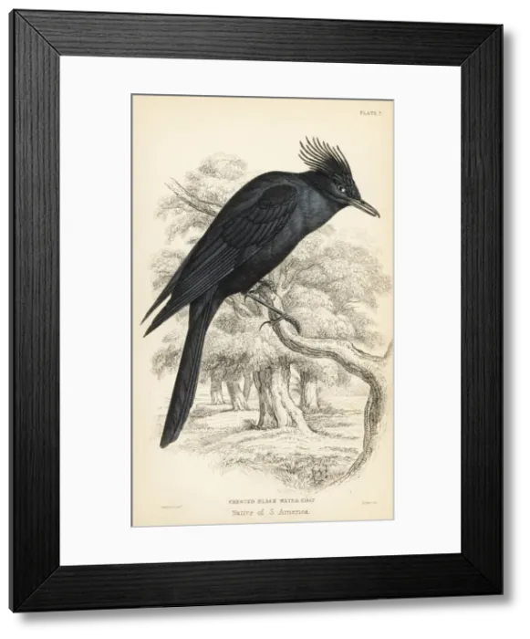 Framed Print : Crested black tyrant, Knipolegus lophotes Framed Print : Crested black tyrant, Knipolegus lophotes