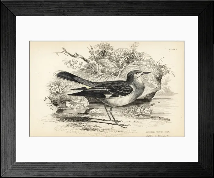 Framed Print : Masked water tyrant, Fluvicola nengeta Framed Print : Masked water tyrant, Fluvicola nengeta