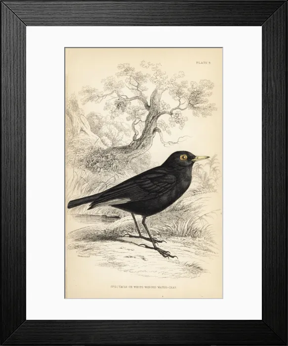Framed Print : Spectacled tyrant, Hymenops perspicillatus Framed Print : Spectacled tyrant, Hymenops perspicillatus