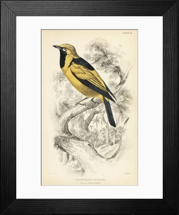 Framed Print : Golden monarch, Carterornis chrysomela Framed Print : Golden monarch, Carterornis chrysomela