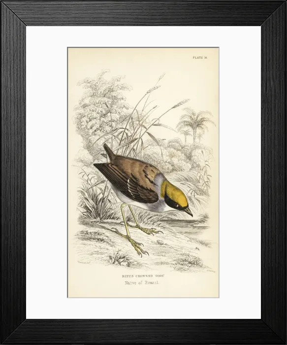 Framed Print : Rufous-crowned tody-flycatcher, Poecilotriccus ruficeps Framed Print : Rufous-crowned tody-flycatcher, Poecilotriccus ruficeps