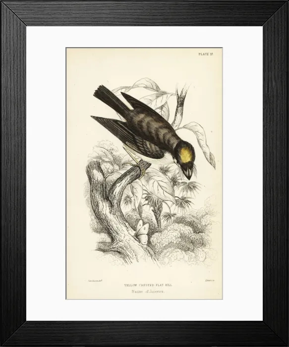 Framed Print : White-throated spadebill, Platyrinchus mystaceus Framed Print : White-throated spadebill, Platyrinchus mystaceus