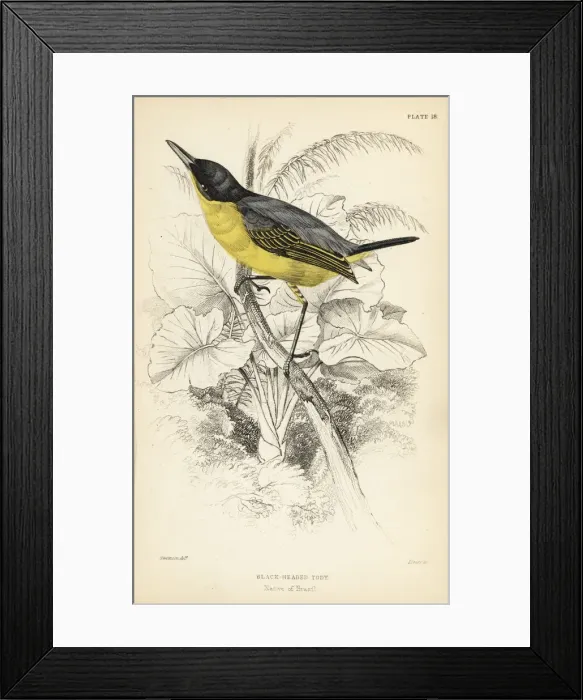 Framed Print : Common tody-flycatcher, Todirostrum cinereum Framed Print : Common tody-flycatcher, Todirostrum cinereum