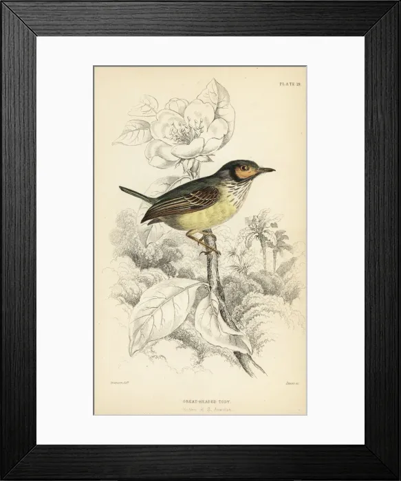 Framed Print : Eared pygmy tyrant, Myiornis auricularis Framed Print : Eared pygmy tyrant, Myiornis auricularis