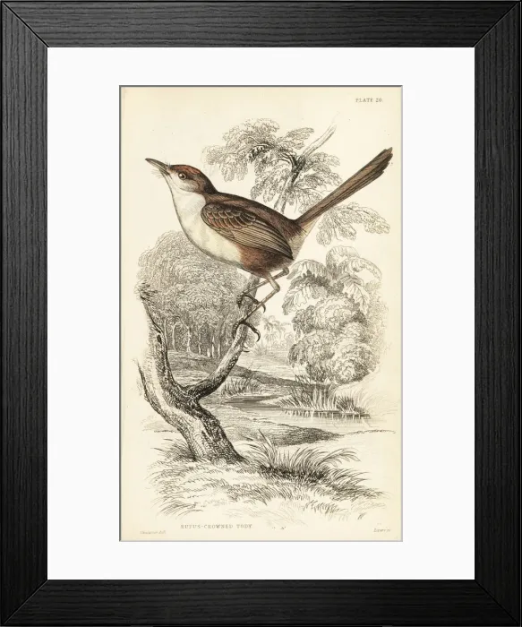 Framed Print : Tawny-crowned pygmy tyrant, Euscarthmus meloryphus Framed Print : Tawny-crowned pygmy tyrant, Euscarthmus meloryphus