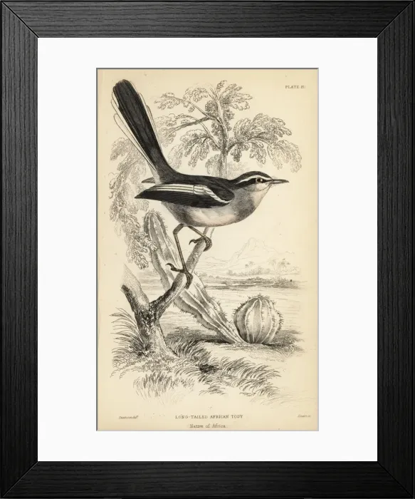 Framed Print : Fairy flycatcher or fairy warbler, Stenostira scita Framed Print : Fairy flycatcher or fairy warbler, Stenostira scita