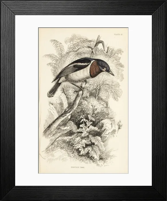 Framed Print : Brown-throated wattle-eye, Platysteira cyanea Framed Print : Brown-throated wattle-eye, Platysteira cyanea