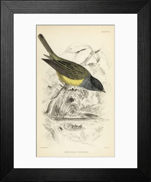 Framed Print : Grey-headed canary-flycatcher, Culicicapa ceylonensis Framed Print : Grey-headed canary-flycatcher, Culicicapa ceylonensis