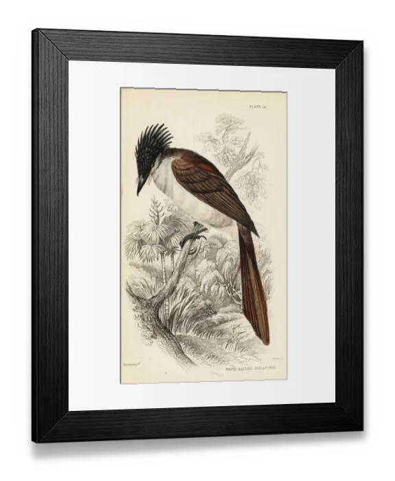 Framed Print : Asian paradise-flycatcher (Himalayan), Terpsiphone Framed Print : Asian paradise-flycatcher (Himalayan), Terpsiphone