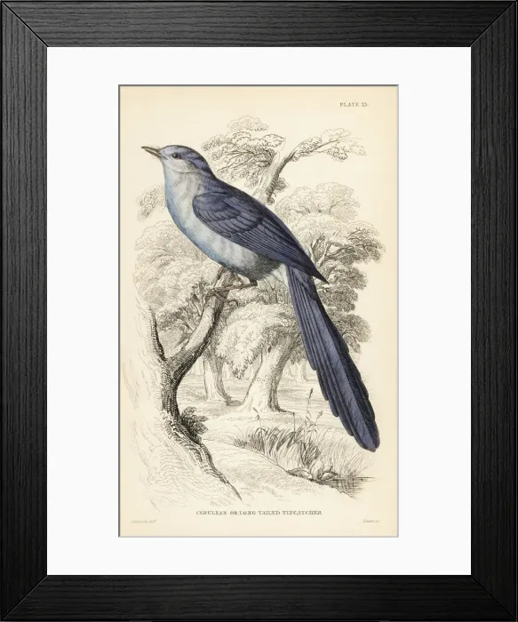 Framed Print : African blue-flycatcher, Elminia longicauda Framed Print : African blue-flycatcher, Elminia longicauda
