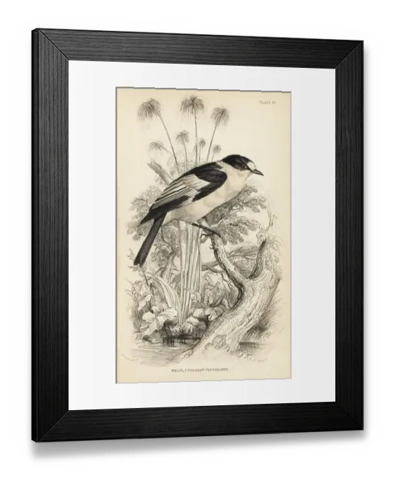 Framed Print : Collared flycatcher, Ficedula albicollis Framed Print : Collared flycatcher, Ficedula albicollis