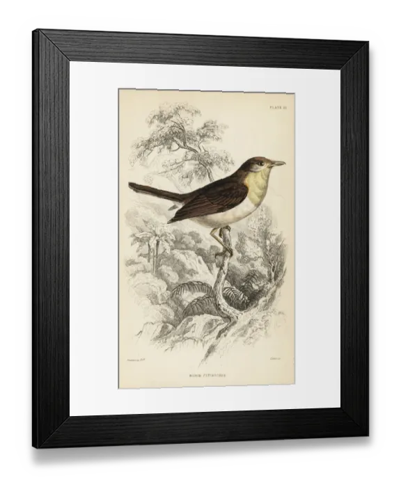 Framed Print : Robin flycatcher, Muscicapa rubecola Framed Print : Robin flycatcher, Muscicapa rubecola