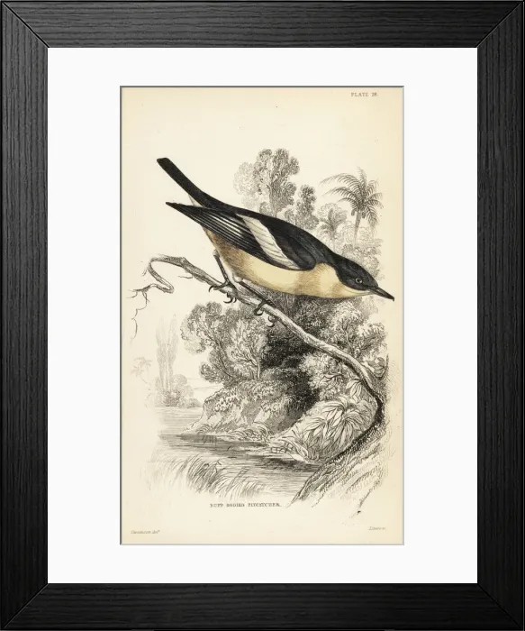 Framed Print : Yellow-bellied hyliota, Hyliota flavigaster Framed Print : Yellow-bellied hyliota, Hyliota flavigaster