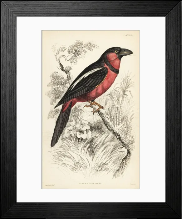 Framed Print : Black-and-red broadbill, Cymbirhynchus macrorhynchos Framed Print : Black-and-red broadbill, Cymbirhynchus macrorhynchos