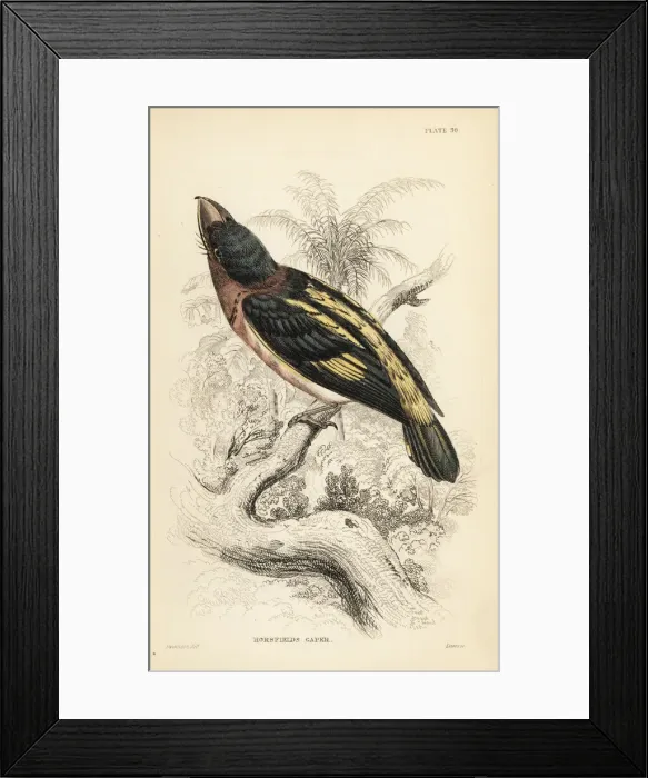 Framed Print : Banded broadbill, Eurylaimus javanicus Framed Print : Banded broadbill, Eurylaimus javanicus