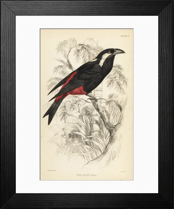 Framed Print : Lowland peltops, Peltops blainvillii Framed Print : Lowland peltops, Peltops blainvillii