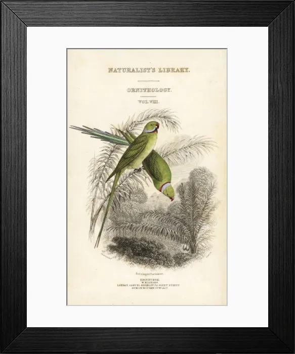 Framed Print : Title page with vignette of two rose-ringed Framed Print : Title page with vignette of two rose-ringed