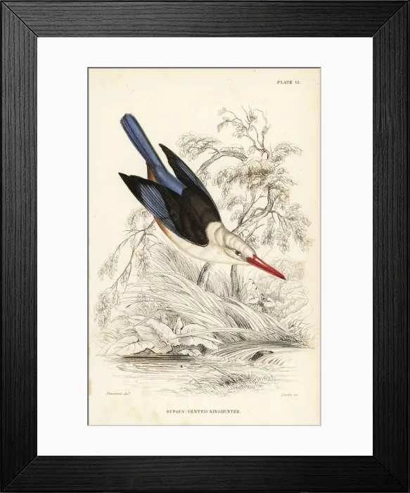 Framed Print : Woodland kingfisher, Halcyon senegalensis Framed Print : Woodland kingfisher, Halcyon senegalensis