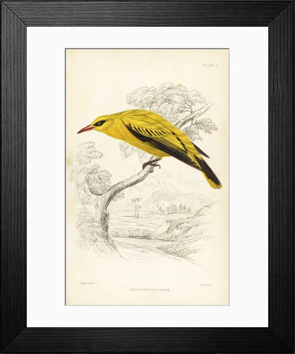 Framed Print : African golden oriole, Oriolus auratus Framed Print : African golden oriole, Oriolus auratus