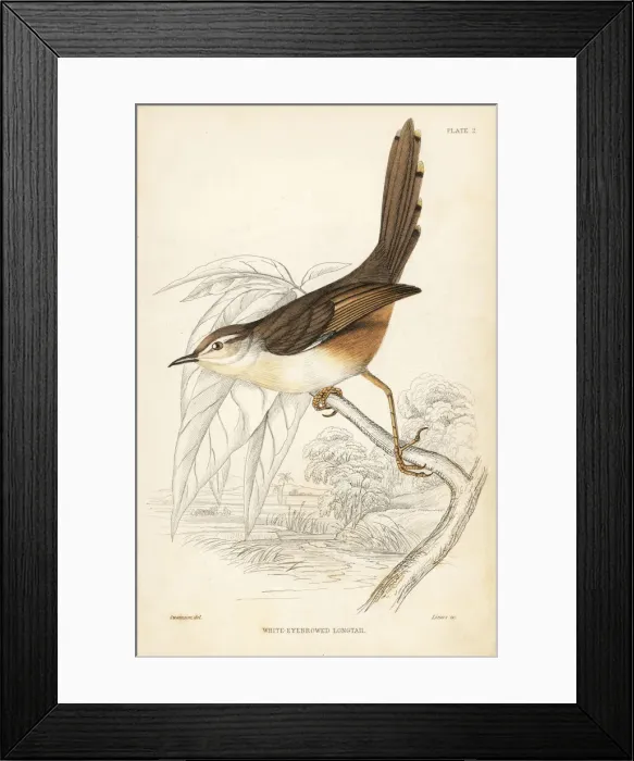 Framed Print : Tawny-flanked prinia, Prinia subflava Framed Print : Tawny-flanked prinia, Prinia subflava
