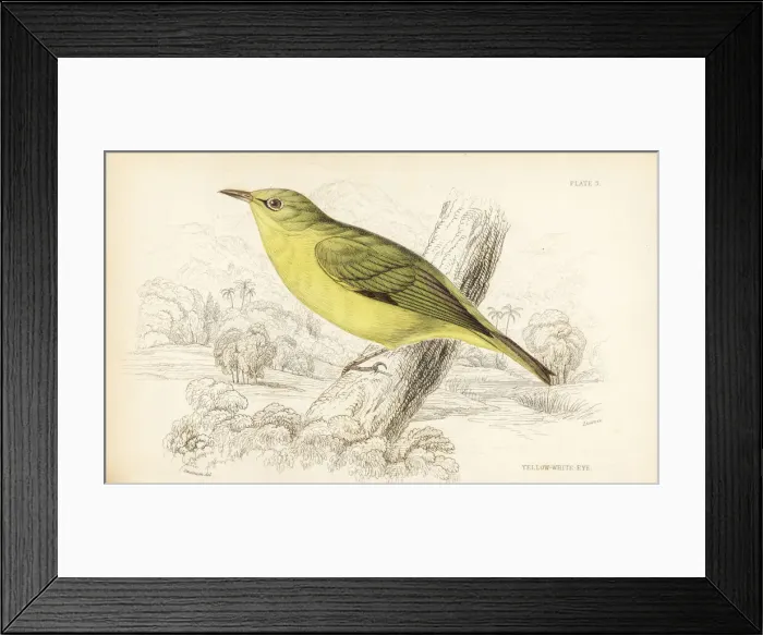 Framed Print : Javan white eye, Zosterops flavus Framed Print : Javan white eye, Zosterops flavus