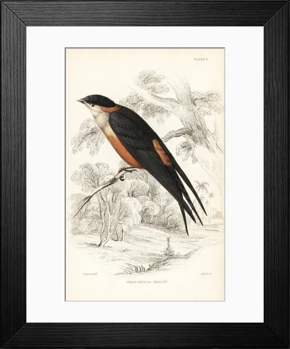 Framed Print : Mosque swallow, Cecropis senegalensis Framed Print : Mosque swallow, Cecropis senegalensis