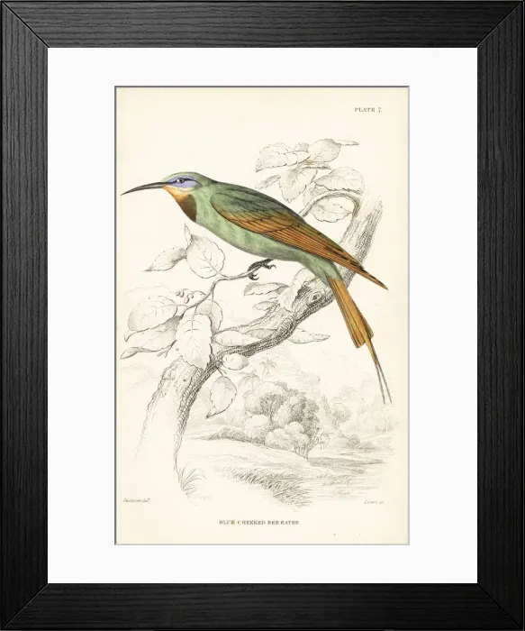Framed Print : Blue-cheeked bee-eater, Merops persicus Framed Print : Blue-cheeked bee-eater, Merops persicus