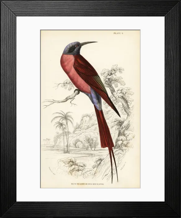 Framed Print : Northern carmine bee-eater, Merops nubicus Framed Print : Northern carmine bee-eater, Merops nubicus
