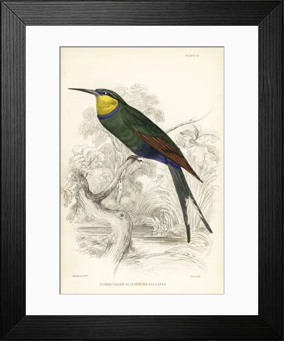 Framed Print : Swallow-tailed bee-eater, Merops hirundineus Framed Print : Swallow-tailed bee-eater, Merops hirundineus