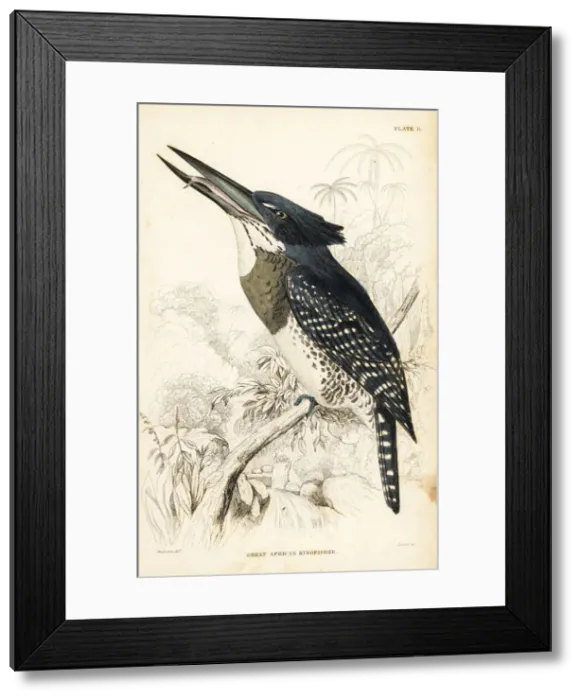 Framed Print : Giant kingfisher, Megaceryle maxima gigantea Framed Print : Giant kingfisher, Megaceryle maxima gigantea
