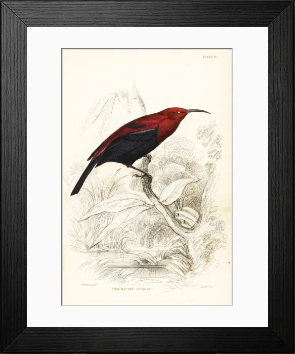 Framed Print : Copper sunbird, Cinnyris cupreus Framed Print : Copper sunbird, Cinnyris cupreus