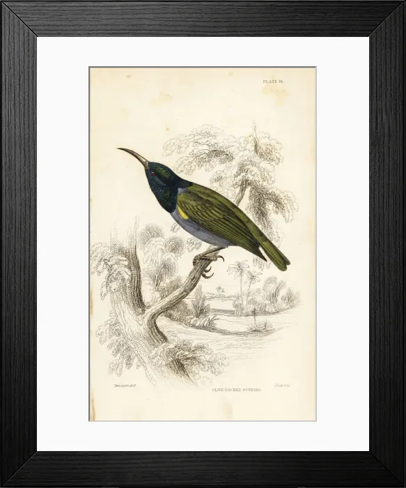 Framed Print : Green-headed sunbird (Lower Guinea), Cyanomitra Framed Print : Green-headed sunbird (Lower Guinea), Cyanomitra