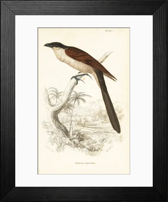 Framed Print : Senegal coucal, Centropus senegalensis Framed Print : Senegal coucal, Centropus senegalensis