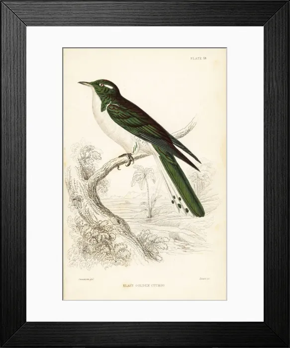 Framed Print : Klss cuckoo, Chrysococcyx kls Framed Print : Klss cuckoo, Chrysococcyx kls