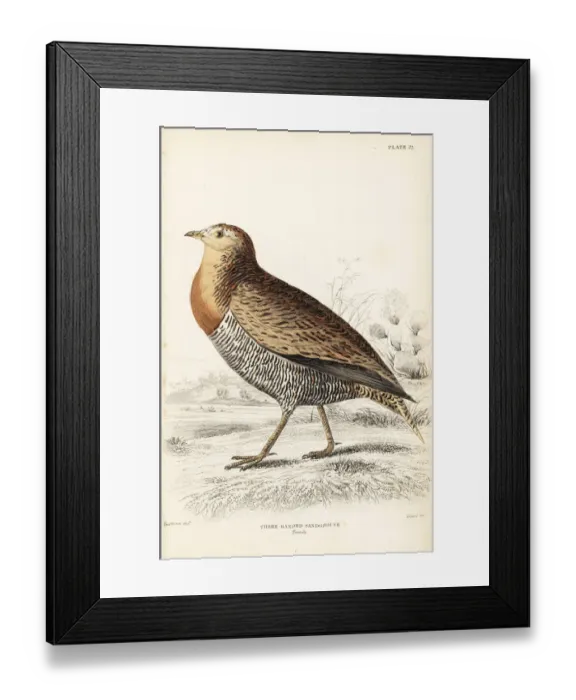 Framed Print : Double-banded sandgrouse, Pterocles bicinctus, female Framed Print : Double-banded sandgrouse, Pterocles bicinctus, female
