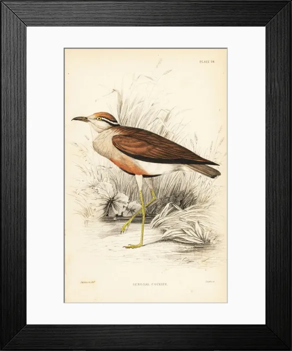 Framed Print : Temmincks courser, Cursorius temminckii Framed Print : Temmincks courser, Cursorius temminckii