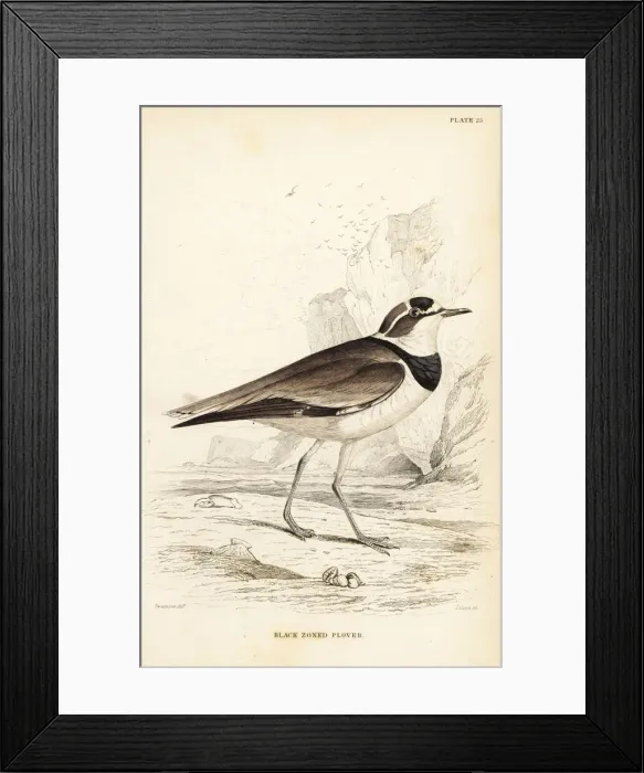 Framed Print : Little ringed plover, Charadrius dubius curonicus Framed Print : Little ringed plover, Charadrius dubius curonicus