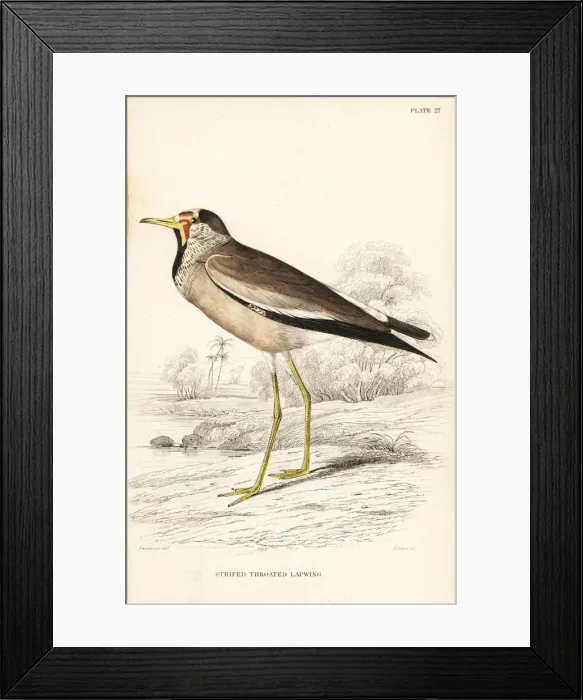 Framed Print : African wattled lapwing, Vanellus senegallus