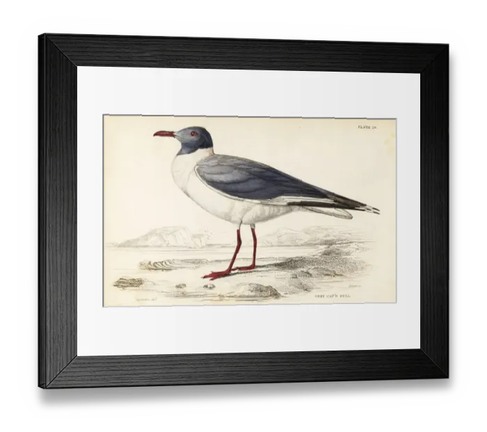 Framed Print : Grey-headed gull (African), Chroicocephalus Framed Print : Grey-headed gull (African), Chroicocephalus