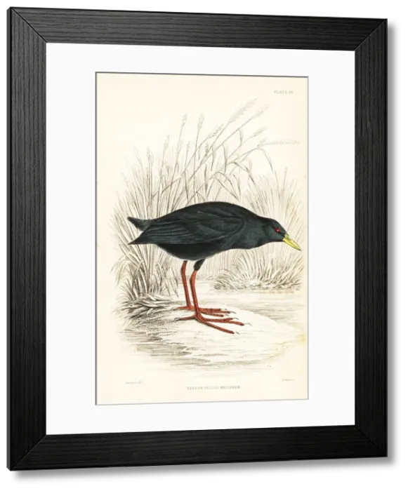 Framed Print : Black crake, Zapornia flavirostra Framed Print : Black crake, Zapornia flavirostra