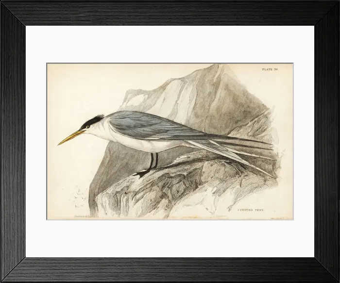 Framed Print : Greater crested tern, Thalasseus bergii Framed Print : Greater crested tern, Thalasseus bergii