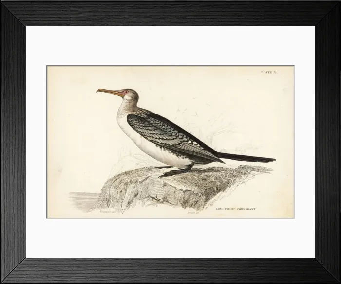 Framed Print : Reed cormorant, Microcarbo africanus Framed Print : Reed cormorant, Microcarbo africanus