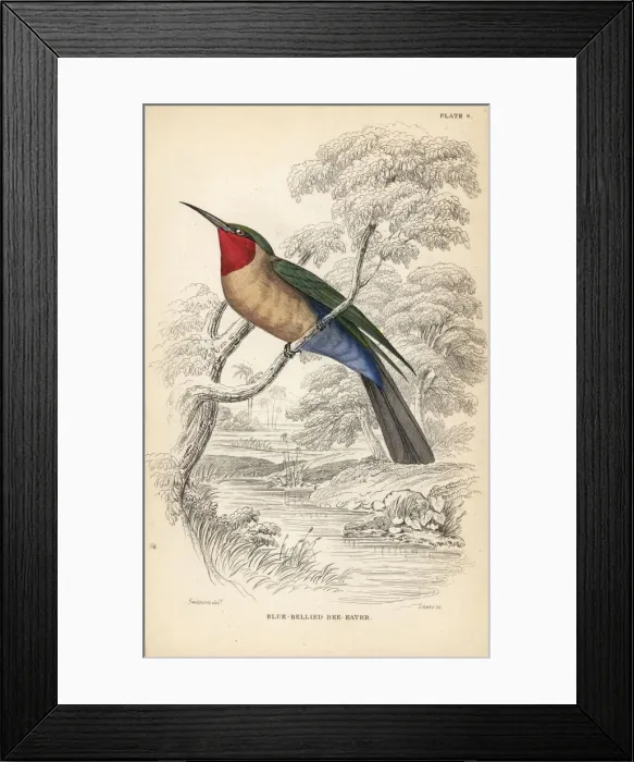 Framed Print : Red-throated bee-eater, Merops bulocki Framed Print : Red-throated bee-eater, Merops bulocki