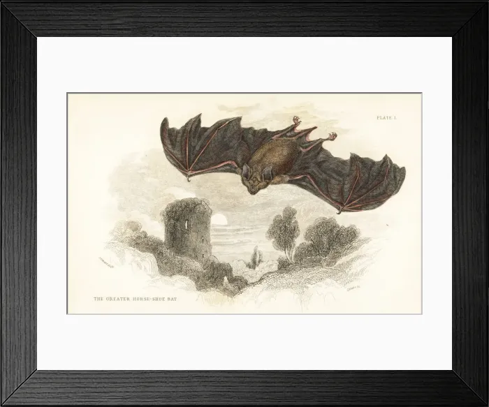 Framed Print : Greater horseshoe bat, Rhinolophus ferrumequinum Framed Print : Greater horseshoe bat, Rhinolophus ferrumequinum