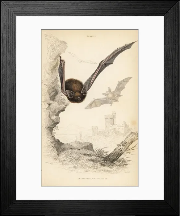 Framed Print : Common pipistrelle, Pipistrellus pipistrellus Framed Print : Common pipistrelle, Pipistrellus pipistrellus