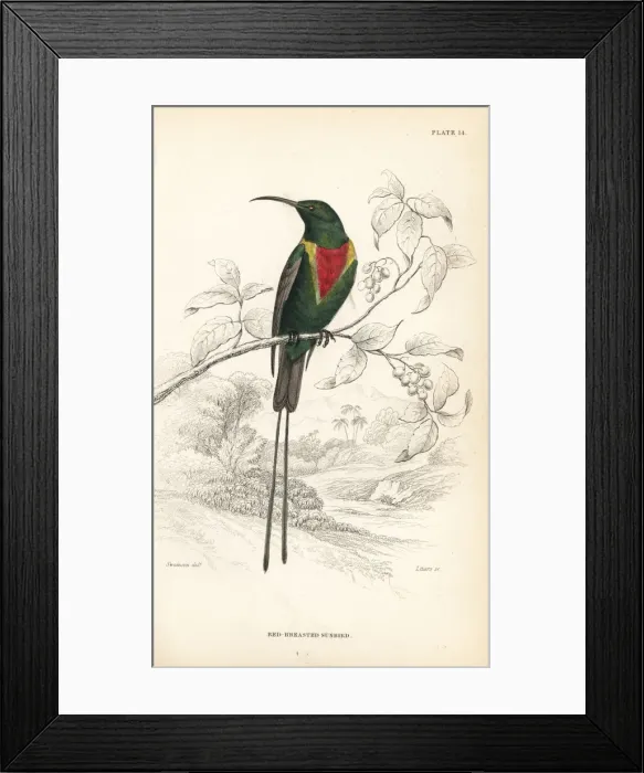 Framed Print : Beautiful sunbird, Cinnyris pulchella Framed Print : Beautiful sunbird, Cinnyris pulchella