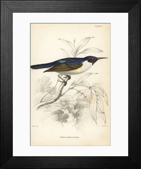 Framed Print : Western violet-backed sunbird, Anthreptes longuemarei Framed Print : Western violet-backed sunbird, Anthreptes longuemarei