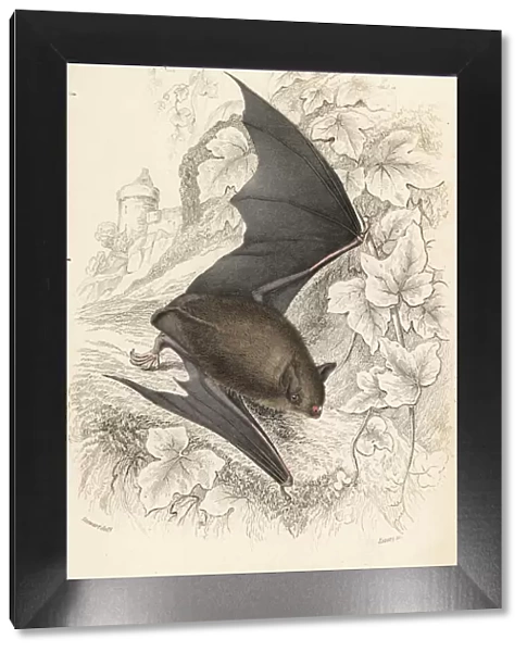 Natterers bat, Myotis nattereri