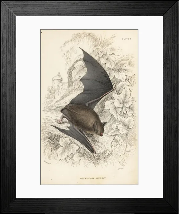Framed Print : Natterers bat, Myotis nattereri Framed Print : Natterers bat, Myotis nattereri